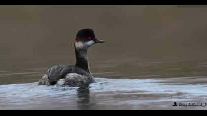 Karaboyunlu batağan