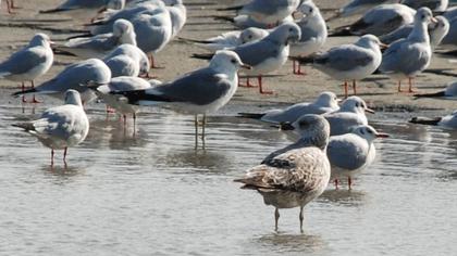 Küçük gümüş martı