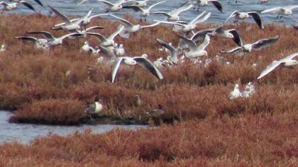 Northern Pintail