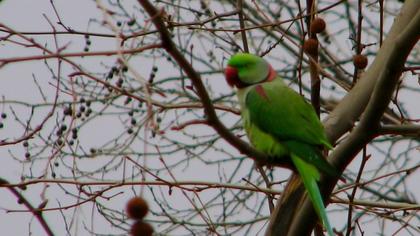 İskender papağanı