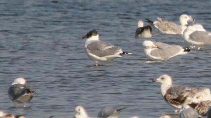 Büyük karabaş martı