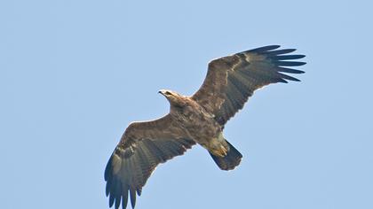 Küçük orman kartalı