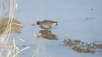 Common Moorhen