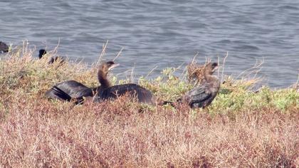 Pygmy Cormorant