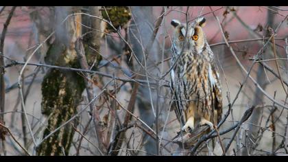 Kulaklı orman baykuşu