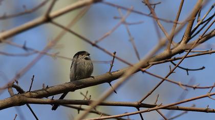 Uzunkuyruklu baştankara
