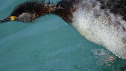 Kızılboyunlu batağan