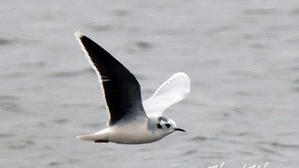 Little Gull