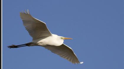 Büyük ak balıkçıl