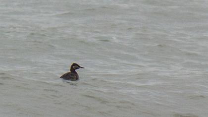 Kızılboyunlu batağan