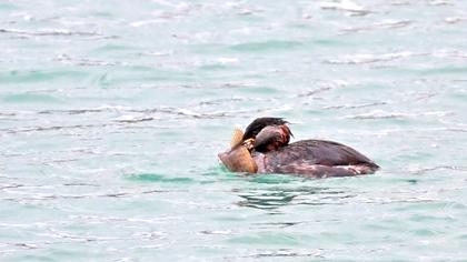 Kızılboyunlu batağan