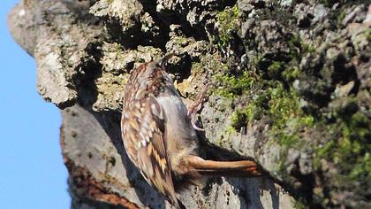 Bahçe tırmaşıkkuşu