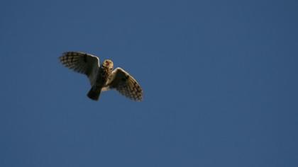 Kulaklı orman baykuşu