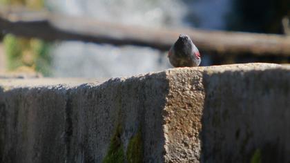 Duvar tırmaşıkkuşu