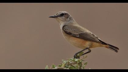 Red-tailed Wheatear