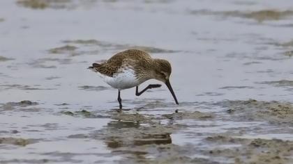 Karakarınlı kumkuşu
