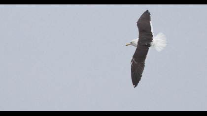 Lesser Black-backed Gull