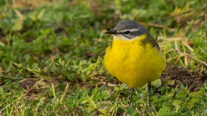 Sarı kuyruksallayan