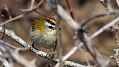 Sürmeli çalıkuşu