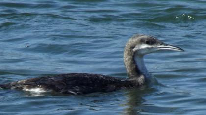 Karagerdanlı dalgıç