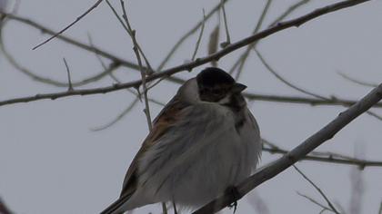 Bataklık Kirazkuşu