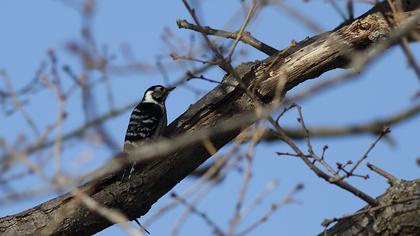 Küçük ağaçkakan