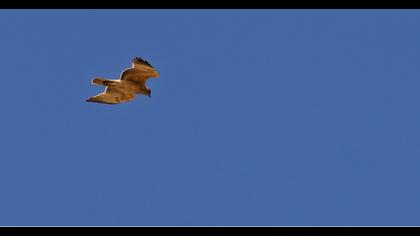 Bonelli`s Eagle