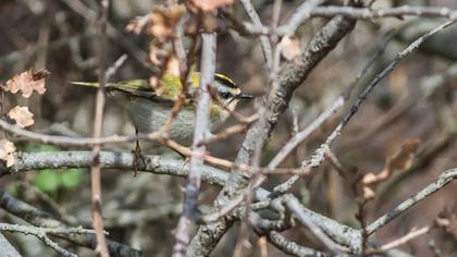 Sürmeli çalıkuşu