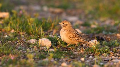 Greater Short-toed Lark