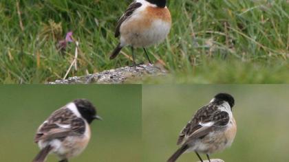 Siberian Stonechat