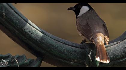 Akyanaklı arapbülbülü