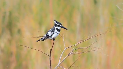 Alaca yalıçapkını