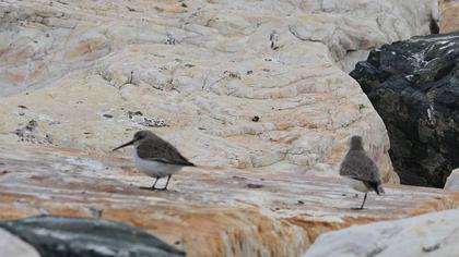 Karakarınlı kumkuşu