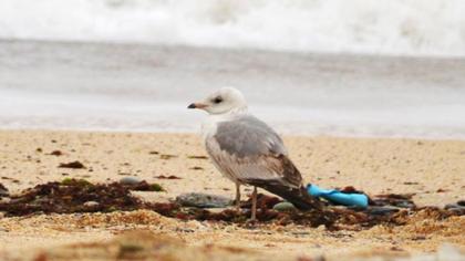 Küçük gümüş martı