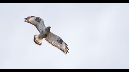 Rough-legged Buzzard