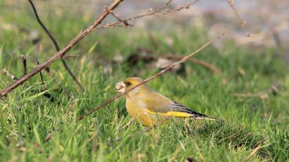 European Greenfinch