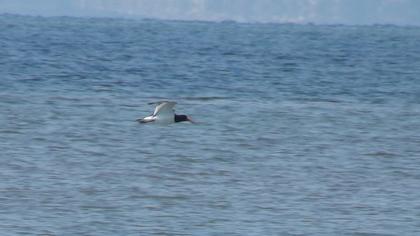 Eurasian Oystercatcher