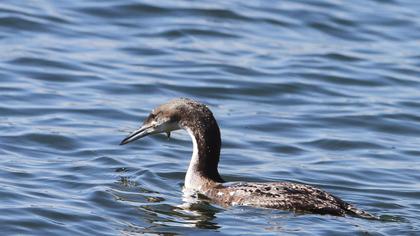Karagerdanlı dalgıç