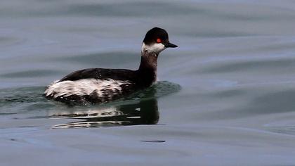 Karaboyunlu batağan