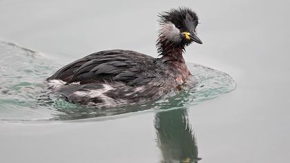 Kızılboyunlu batağan