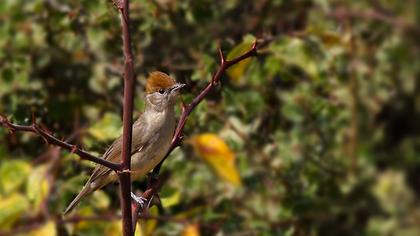 Karabaşlı ötleğen