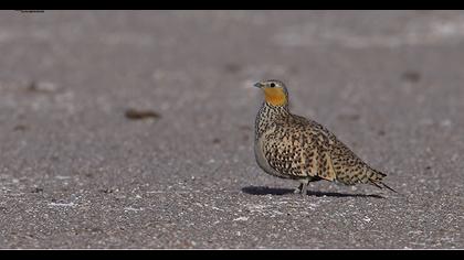 Spotted Sandgrouse