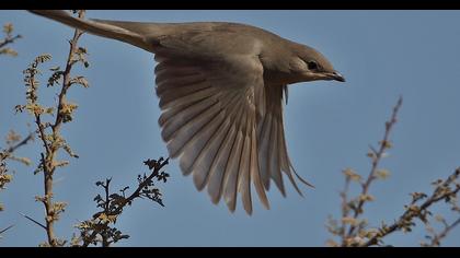 Grey Hypocolius