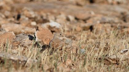 Desert Lark