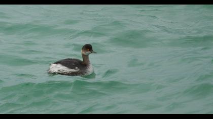 Karaboyunlu batağan