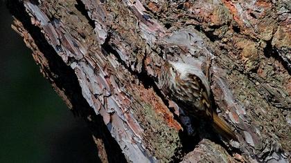 Bahçe tırmaşıkkuşu