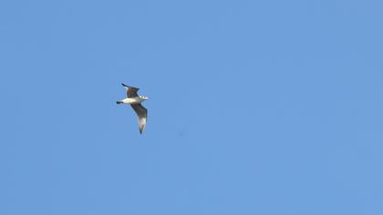 Büyük karabaş martı