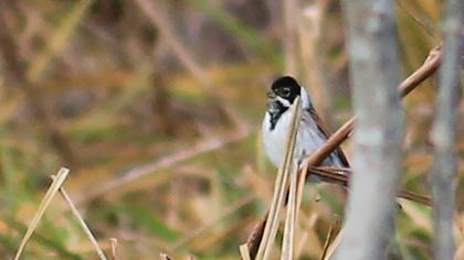Bataklık Kirazkuşu