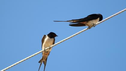Barn Swallow