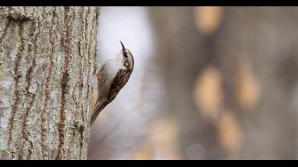 Orman tırmaşıkkuşu